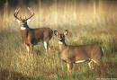 white-tailed 