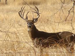 white-tailed