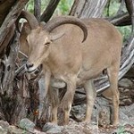 aoudad