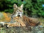bobcat