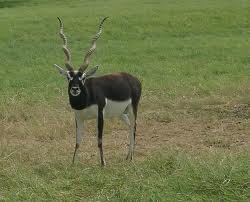 black buck