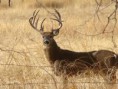 white-tailed
