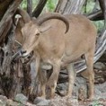 aoudad