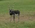black buck